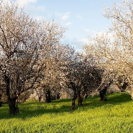 The Almond Mountain Holiday home Limnatis