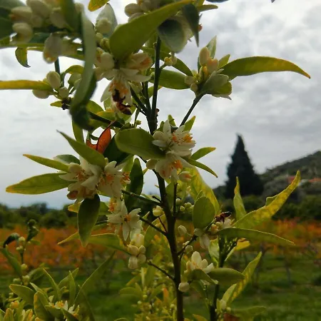 The Almond Mountain * Limnatis