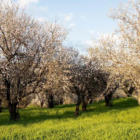 The Almond House Traditional Mountain Retreat With Orchard Views Limnatis